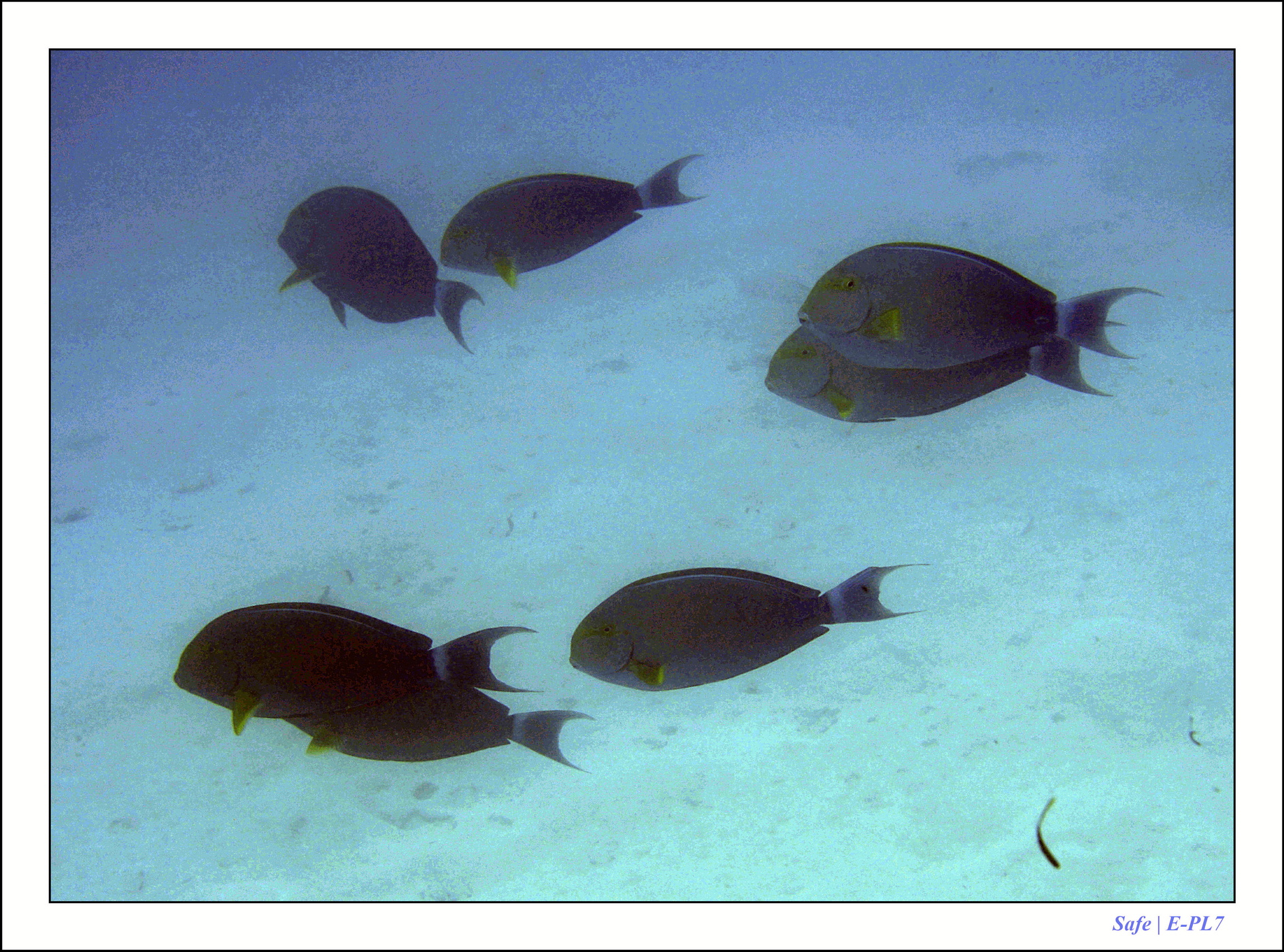 2022 - 07 - snorkeling Maldives - 005